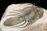 Huge, Spiny Kolihapeltis Trilobite - Rare Species #126240-3